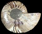 Polished Ammonite Fossil (Half) - Agatized #51765-1